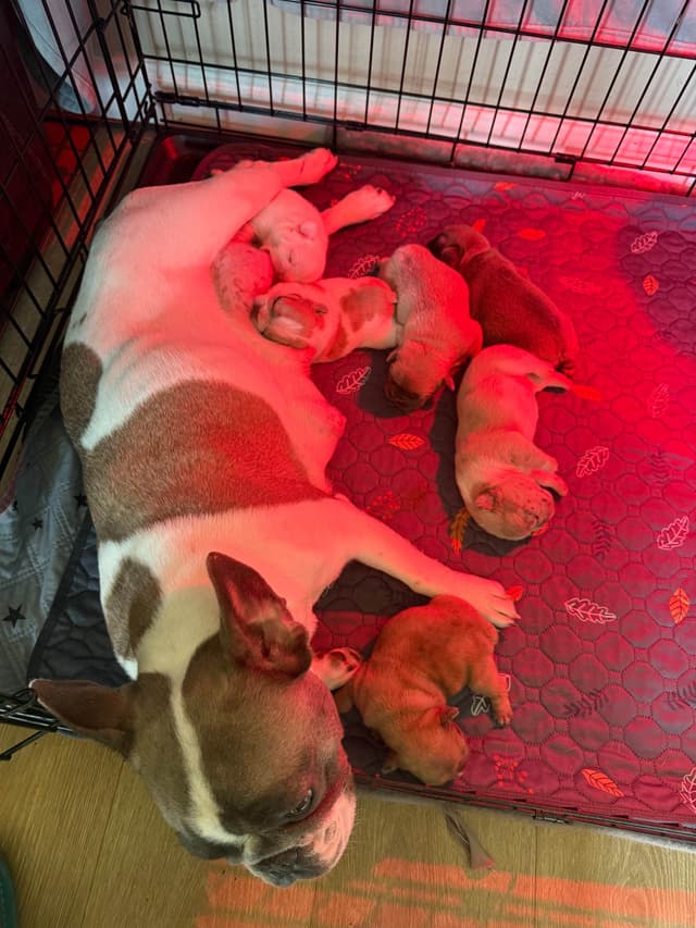 French Bulldog Puppies media 4