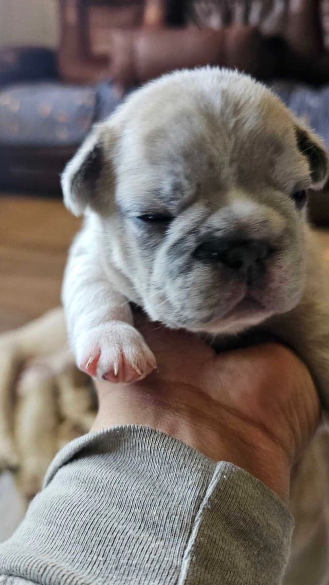 French Bulldog Puppies media 5
