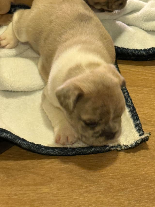 French Bulldog Puppies media 6