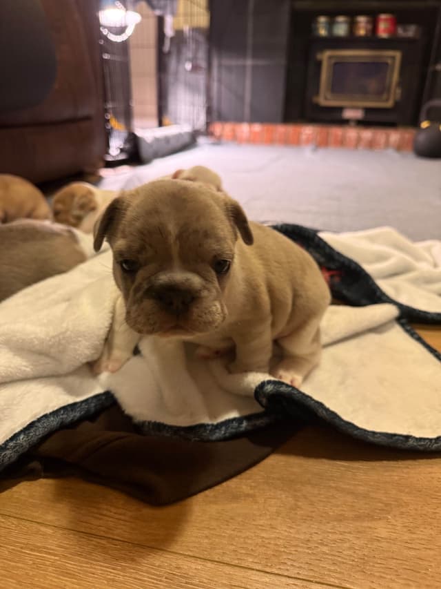 French Bulldog Puppies media 8