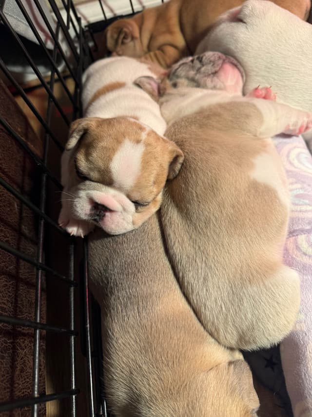 French Bulldog Puppies media 9