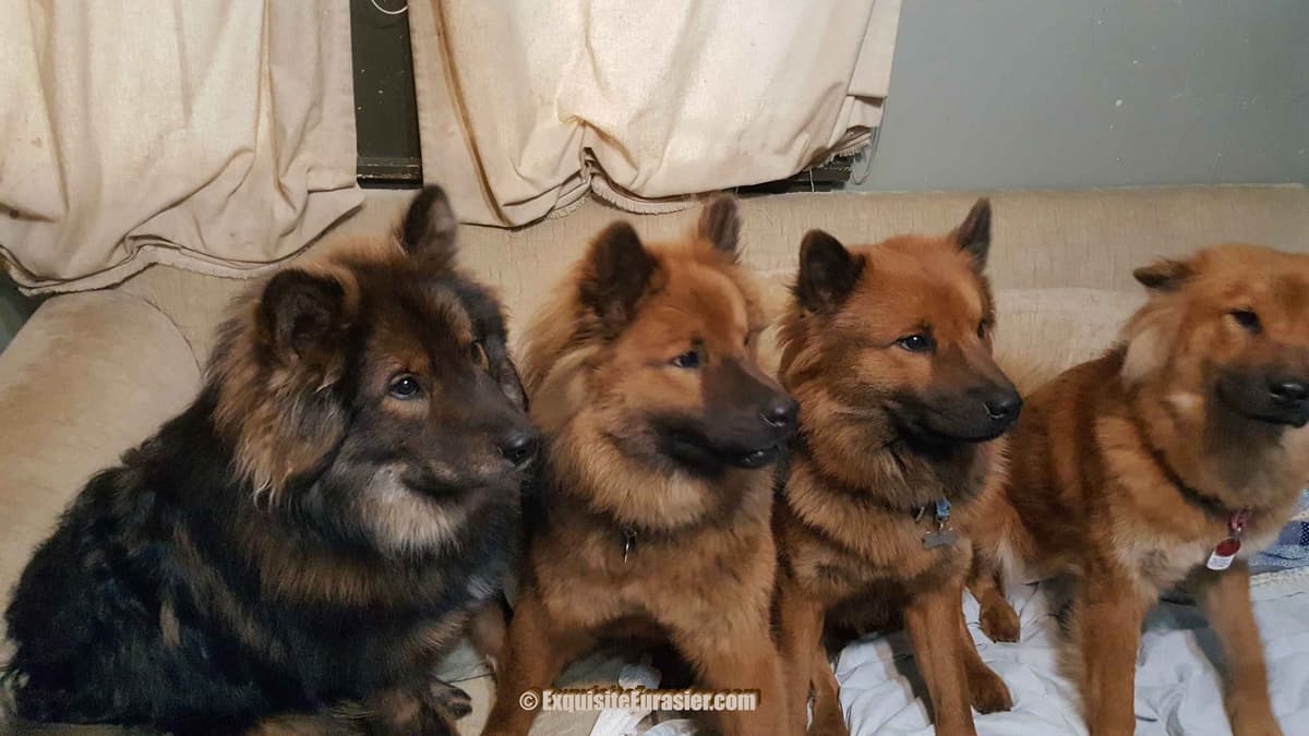 Eurasier Puppies breeder image 1