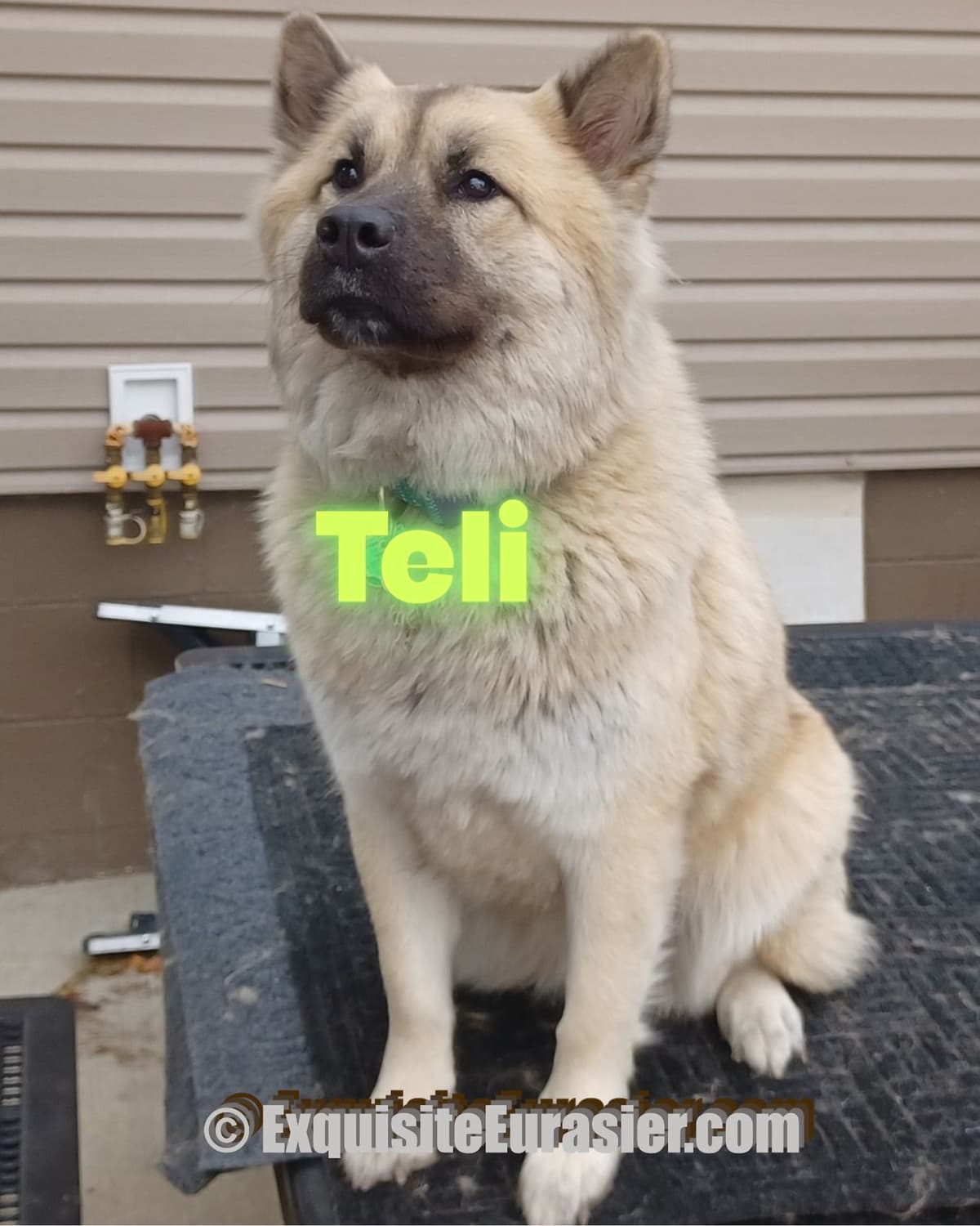 Eurasier Puppies breeder image 2