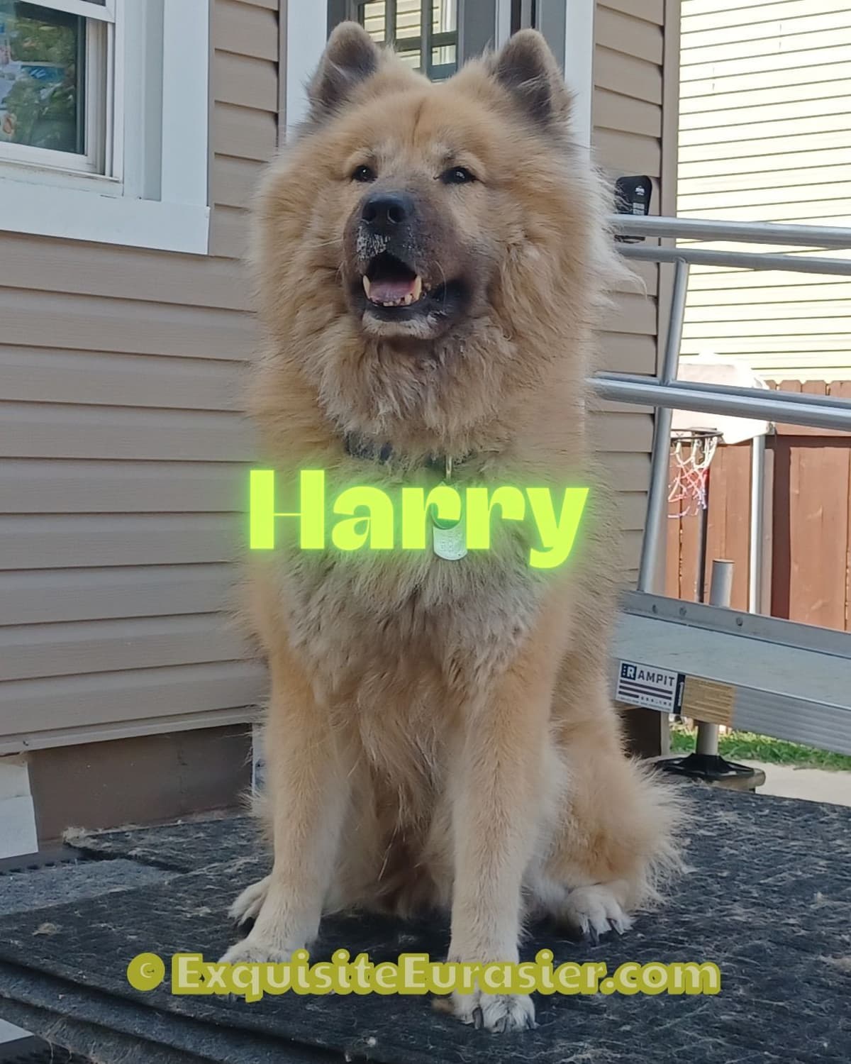 Eurasier Puppies breeder image 3