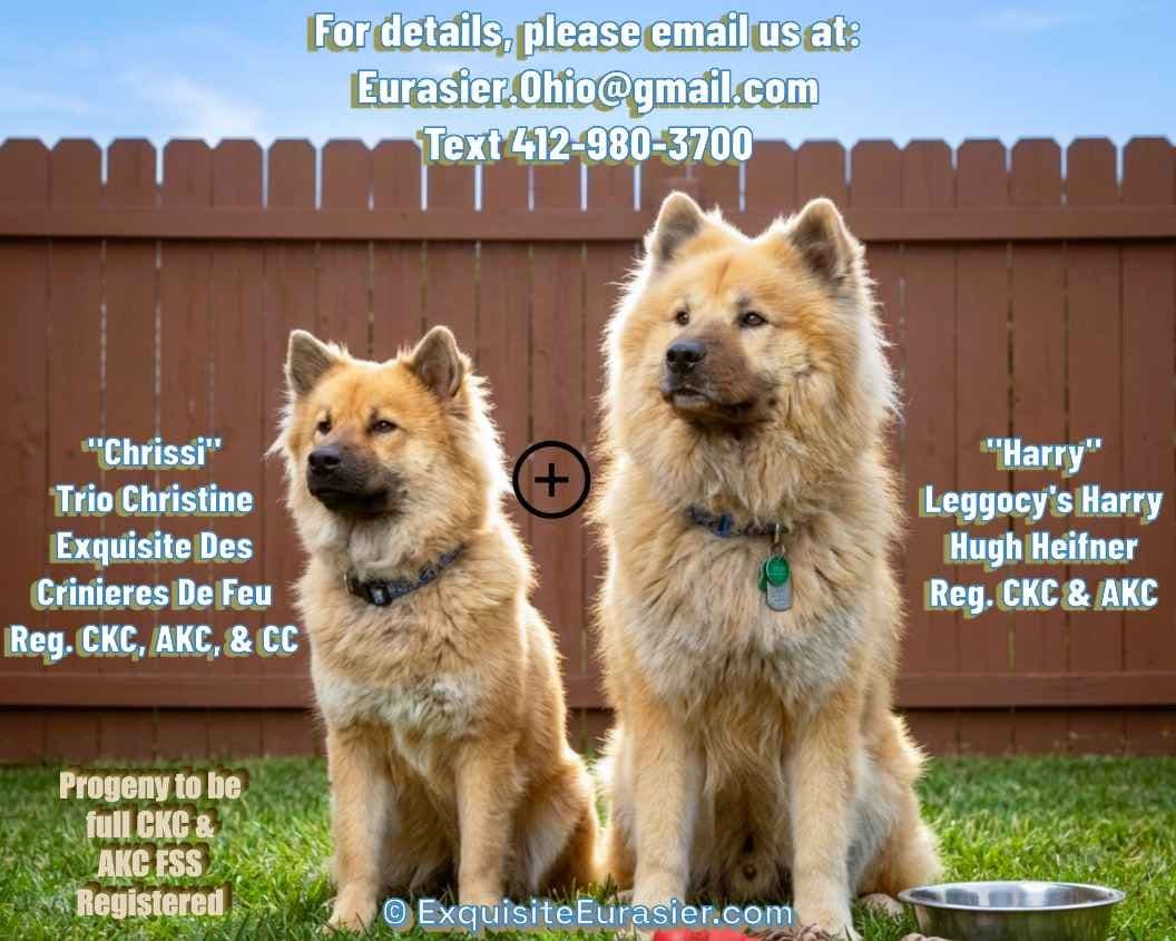 Eurasier Puppies breeder image 4