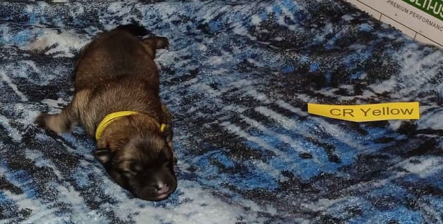 Eurasier Puppies media 7
