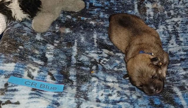 Eurasier Puppies media 2