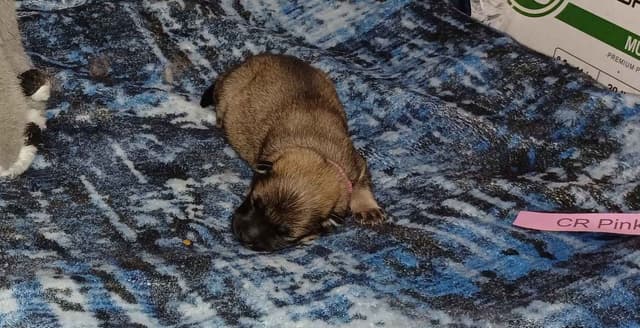 Eurasier Puppies media 3