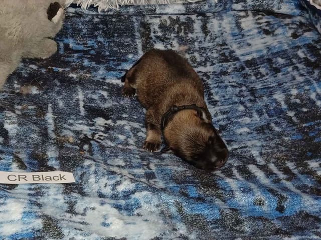 Eurasier Puppies media 4