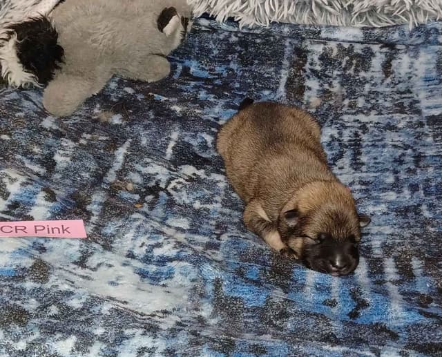 Eurasier Puppies media 5