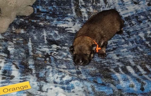 Eurasier Puppies media 6