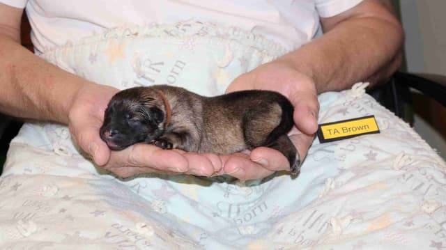Eurasier Puppies media 3