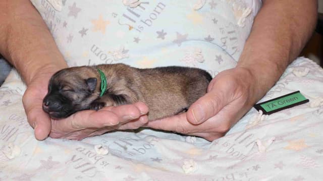 Eurasier Puppies media 4