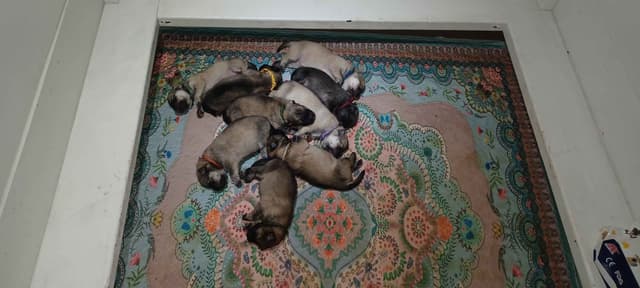 Eurasier Puppies media 8