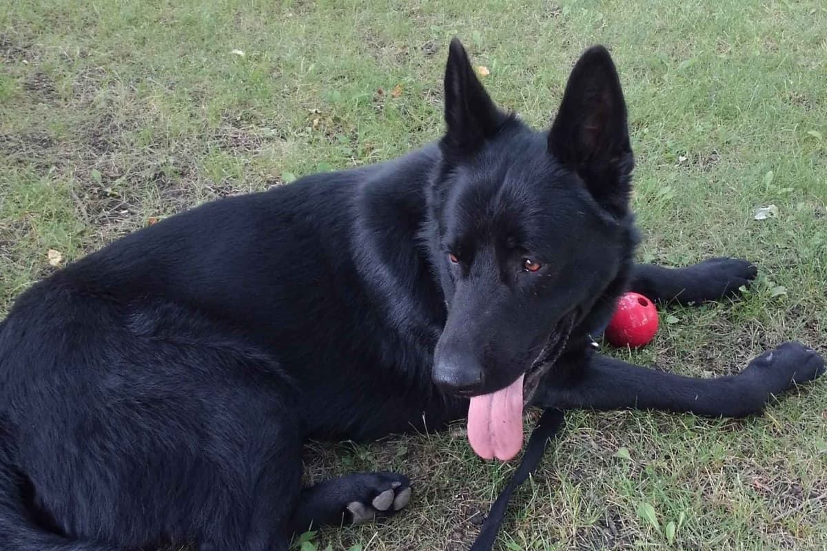 German Shepherd DDR Puppies breeder image 1