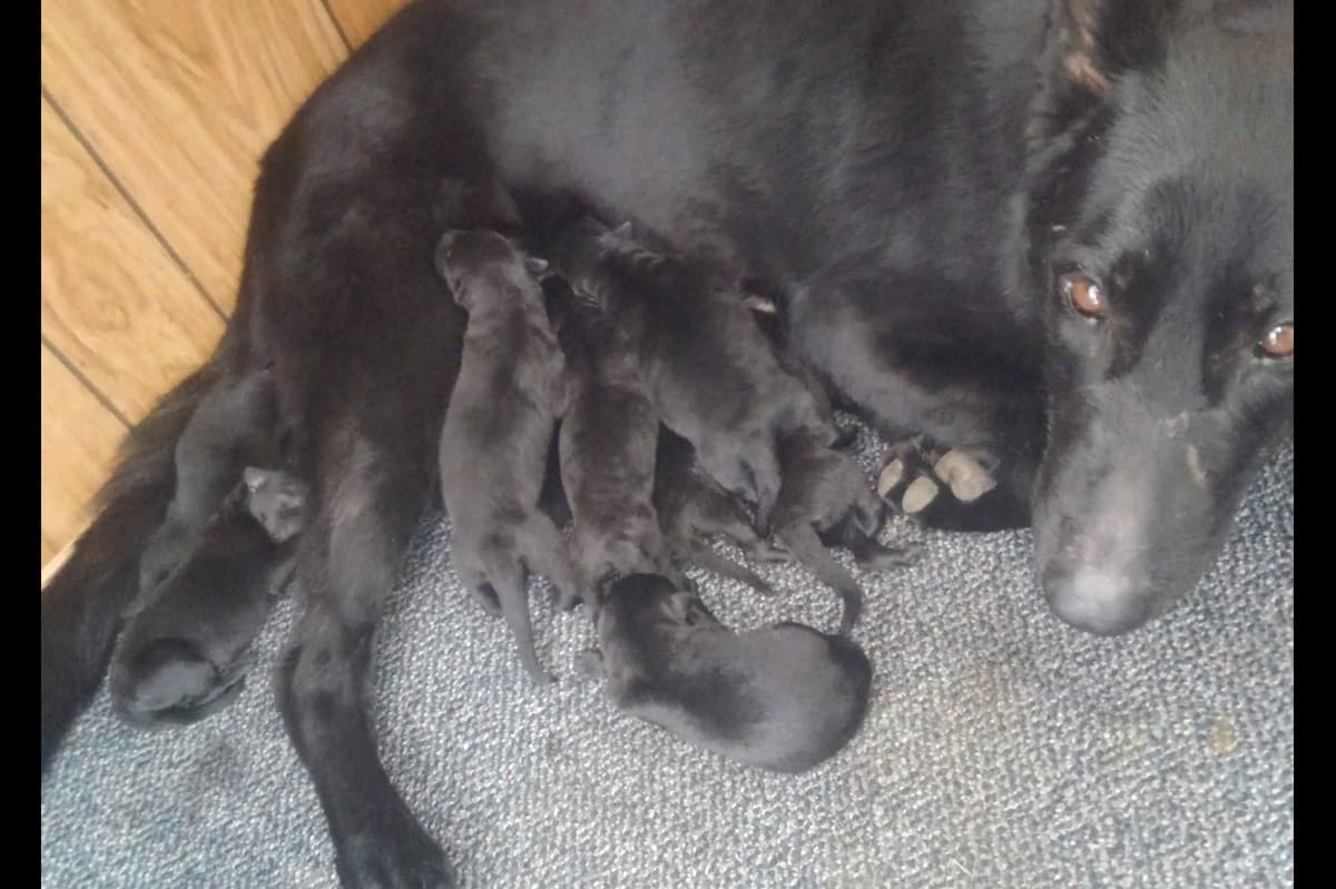 German Shepherd DDR Puppies breeder image 2