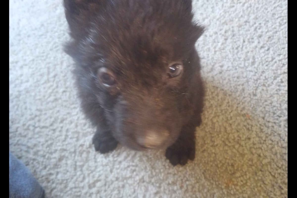 German Shepherd DDR Puppies breeder image 3