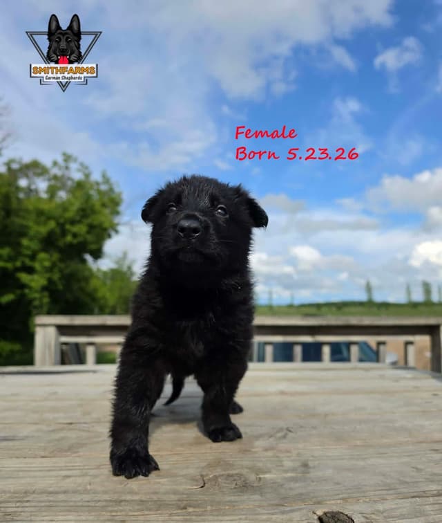 German Shepherd DDR Puppies media 4