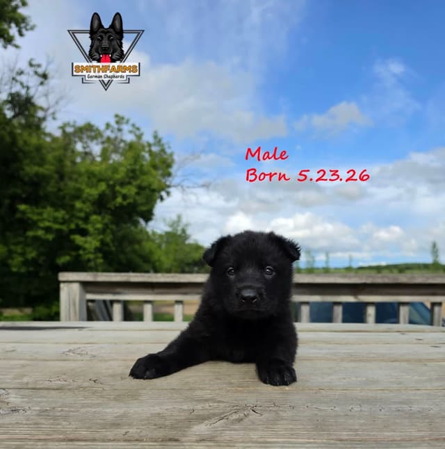 German Shepherd DDR Puppies media 3