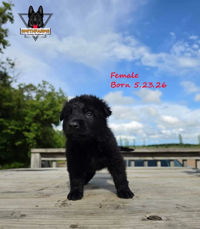 German Shepherd DDR Puppies media 5