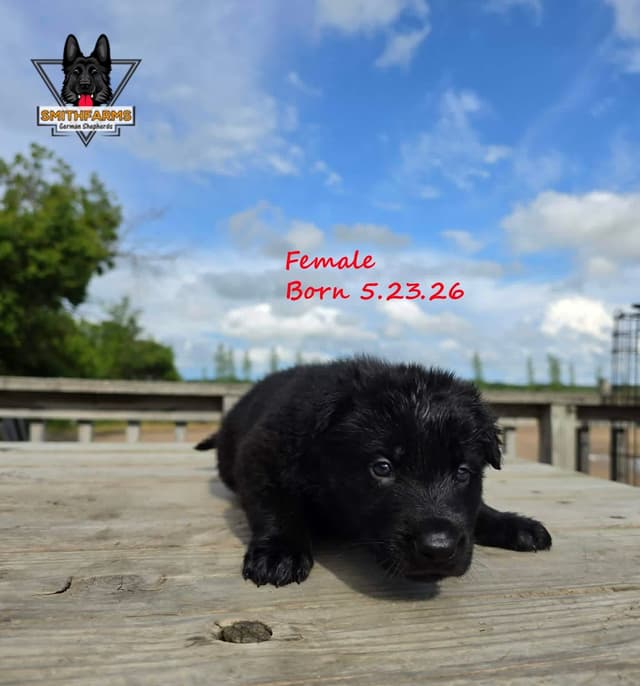German Shepherd DDR Puppies media 2
