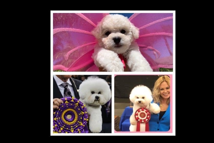 Poodle Puppies breeder image 1