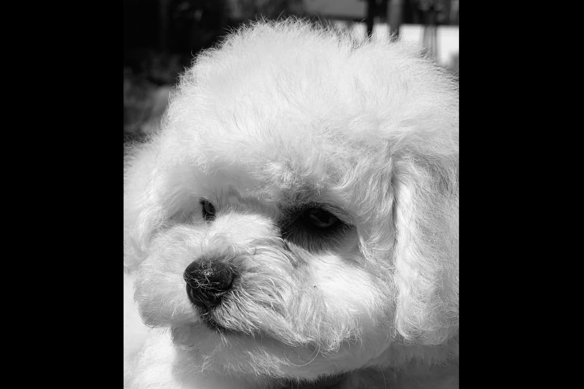 Poodle Puppies breeder image 2
