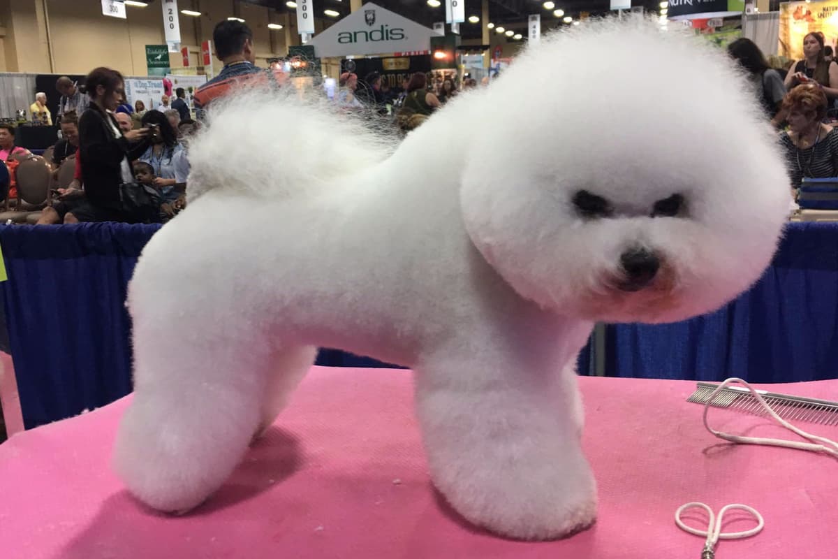 Poodle Puppies breeder image 4