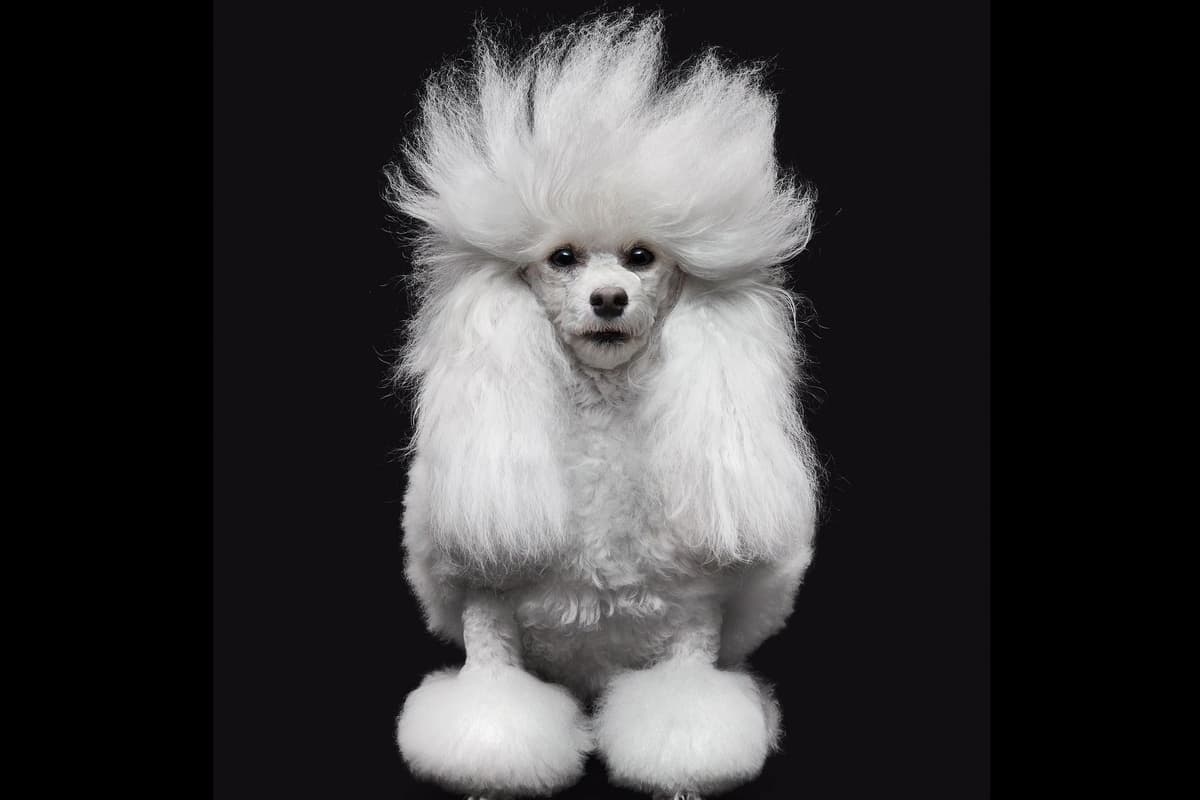 Poodle Puppies breeder image 5