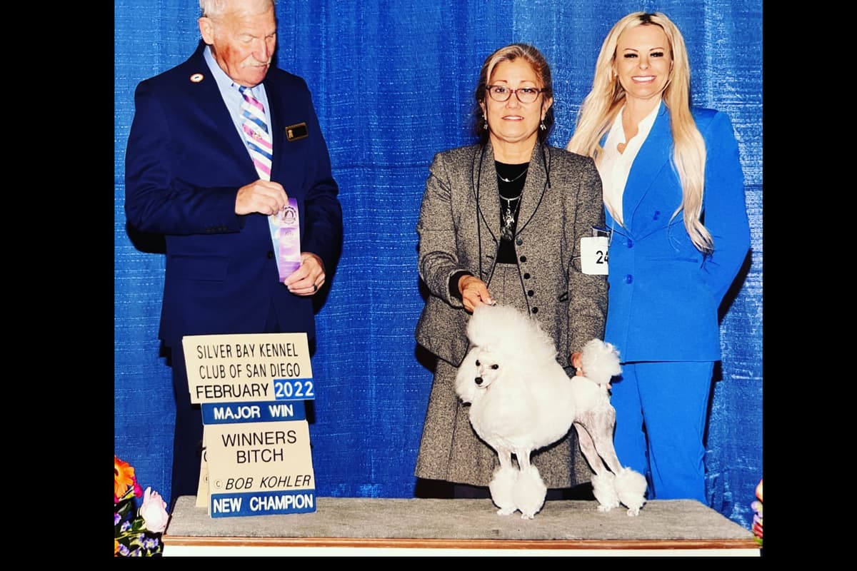 Poodle Puppies breeder image 6