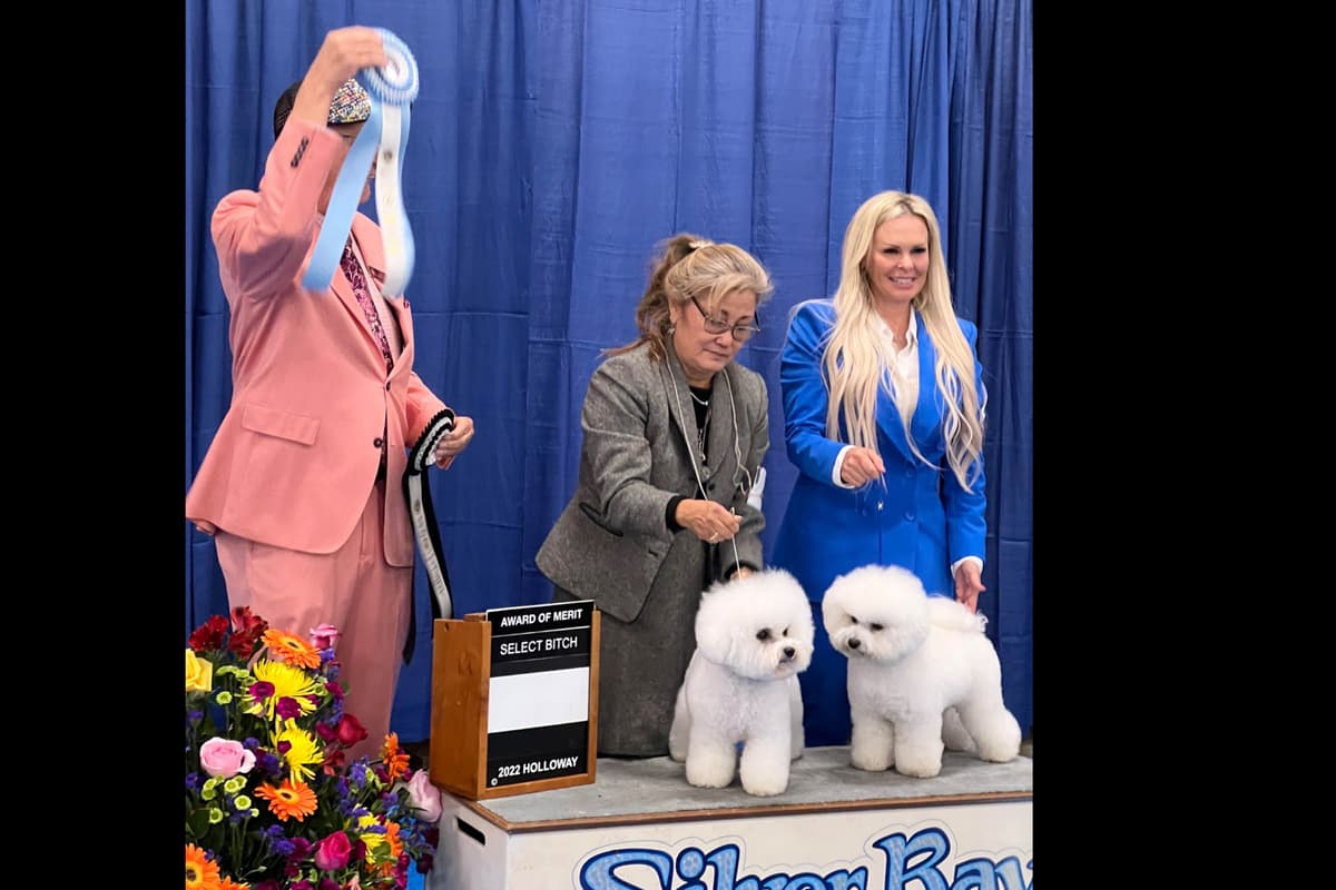 Poodle Puppies breeder image 7