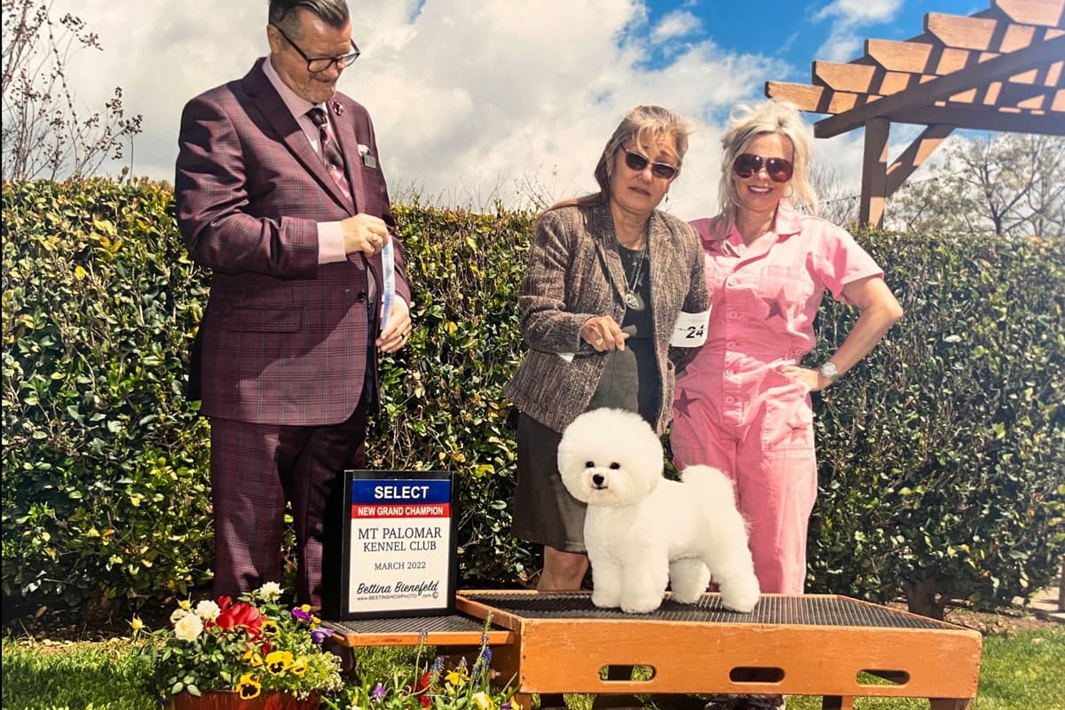 Poodle Puppies breeder image 8