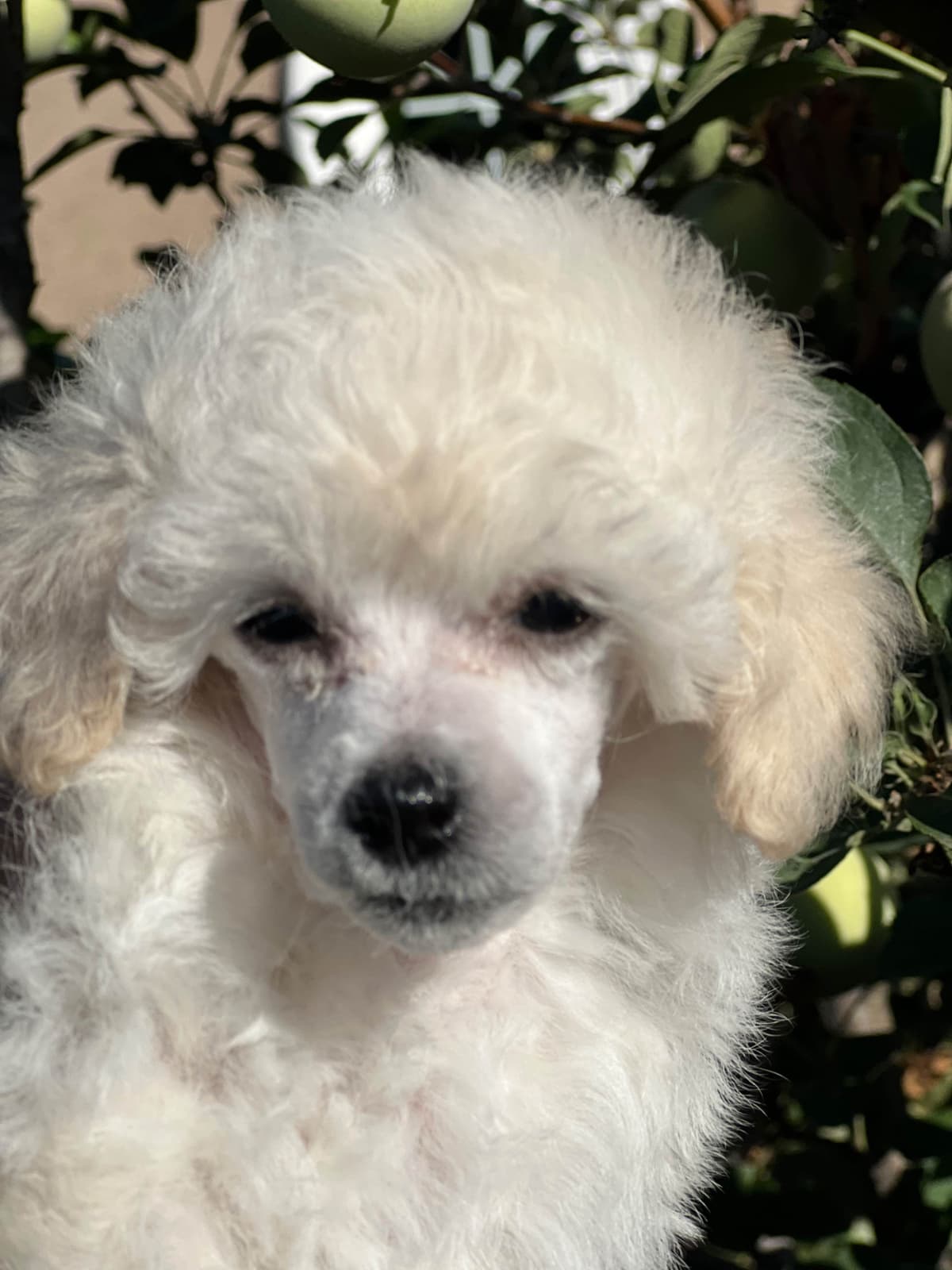 Poodle Puppies breeder image 9