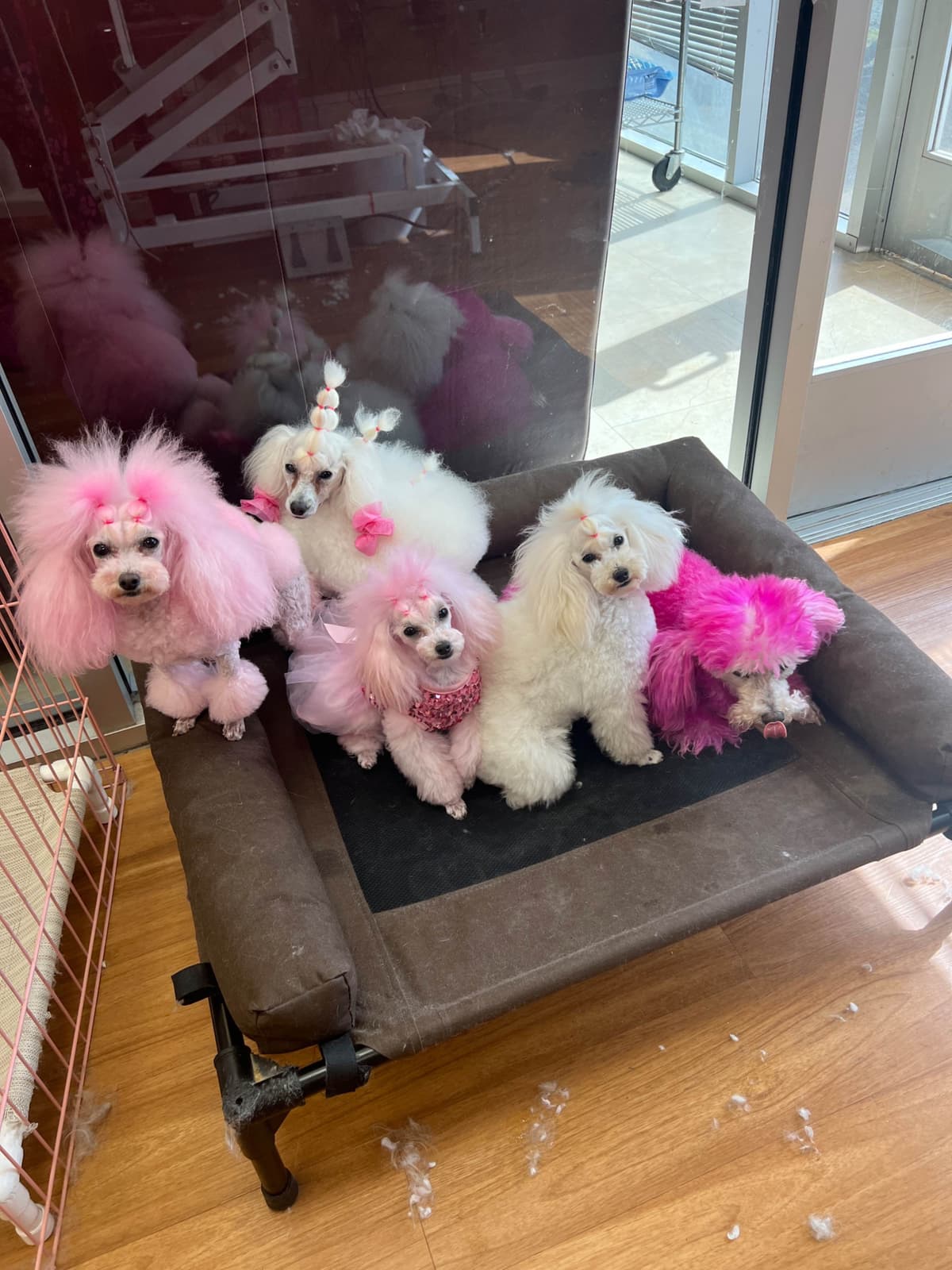 Poodle Puppies breeder image 10
