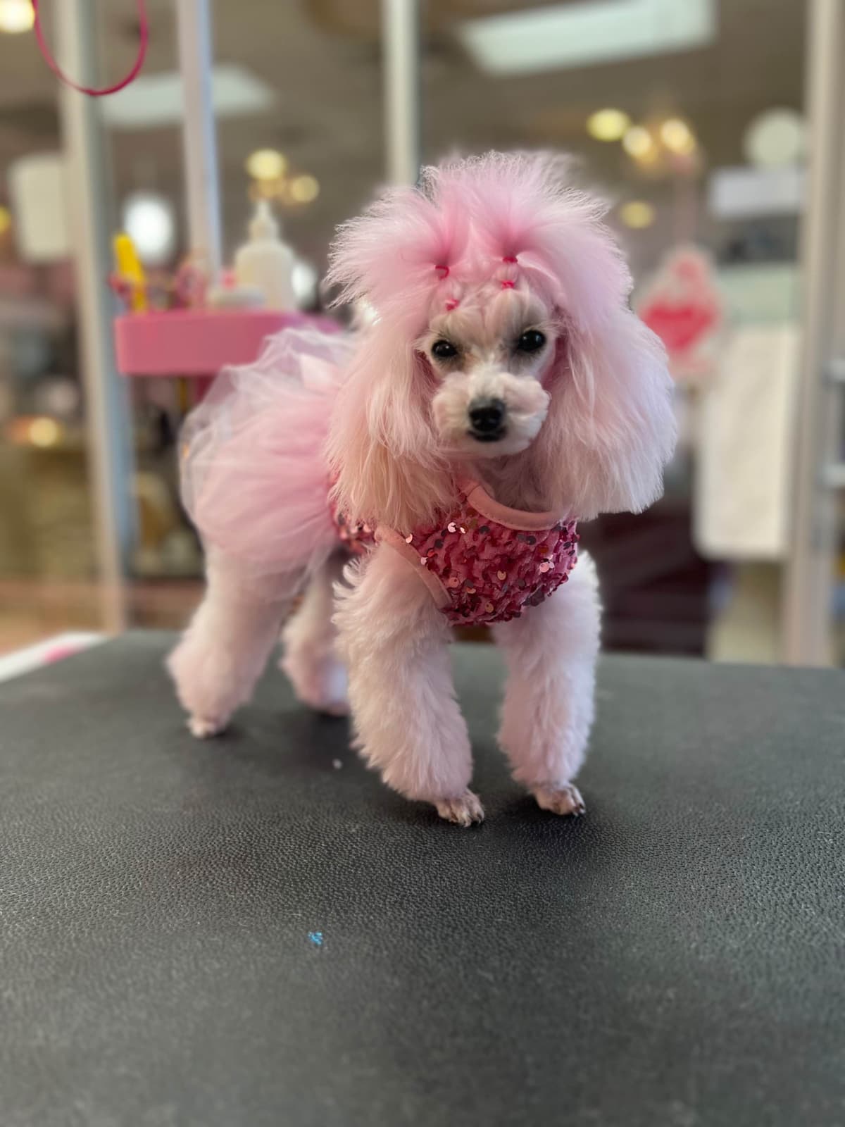 Poodle Puppies breeder image 11