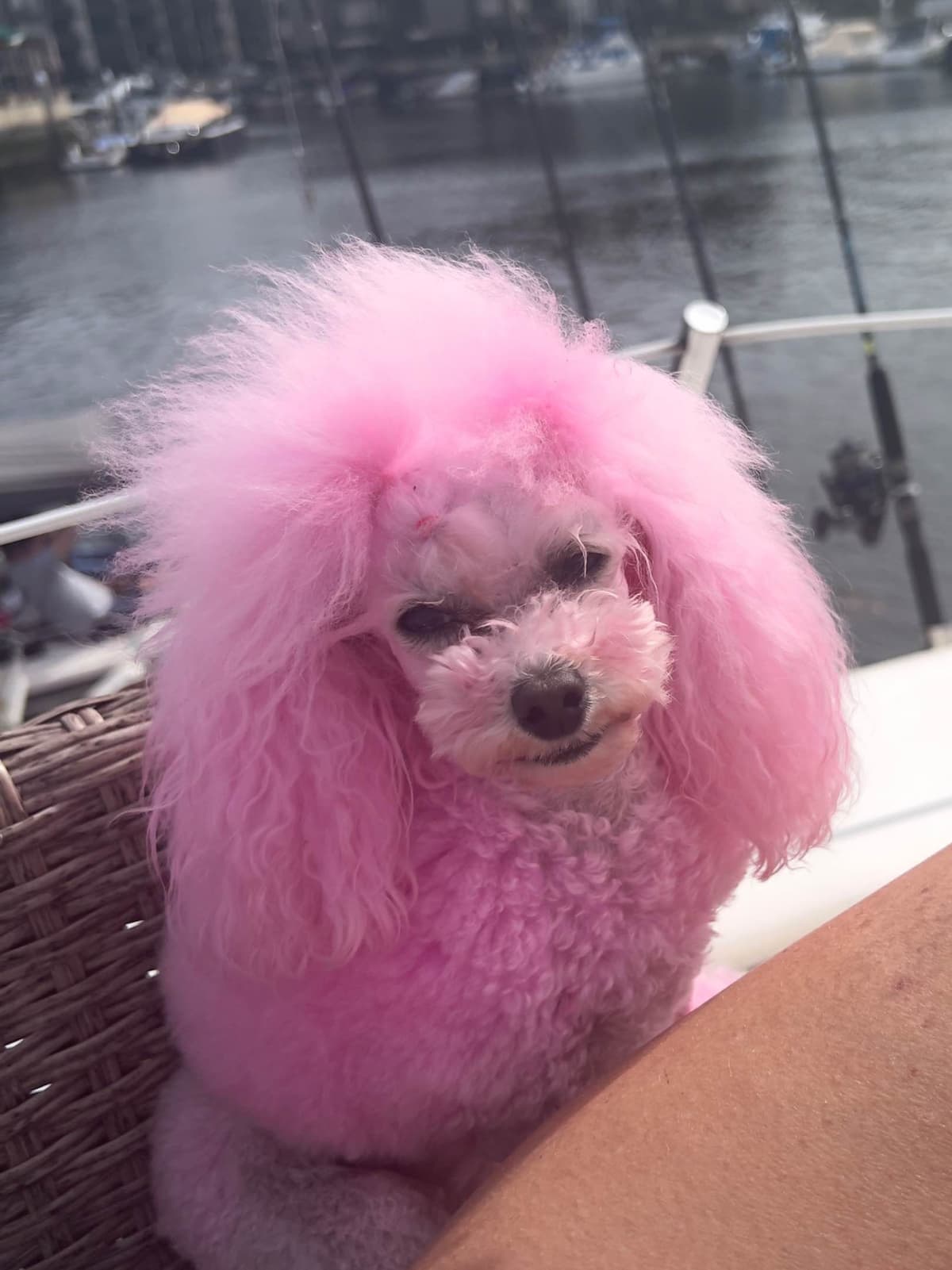 Poodle Puppies breeder image 12