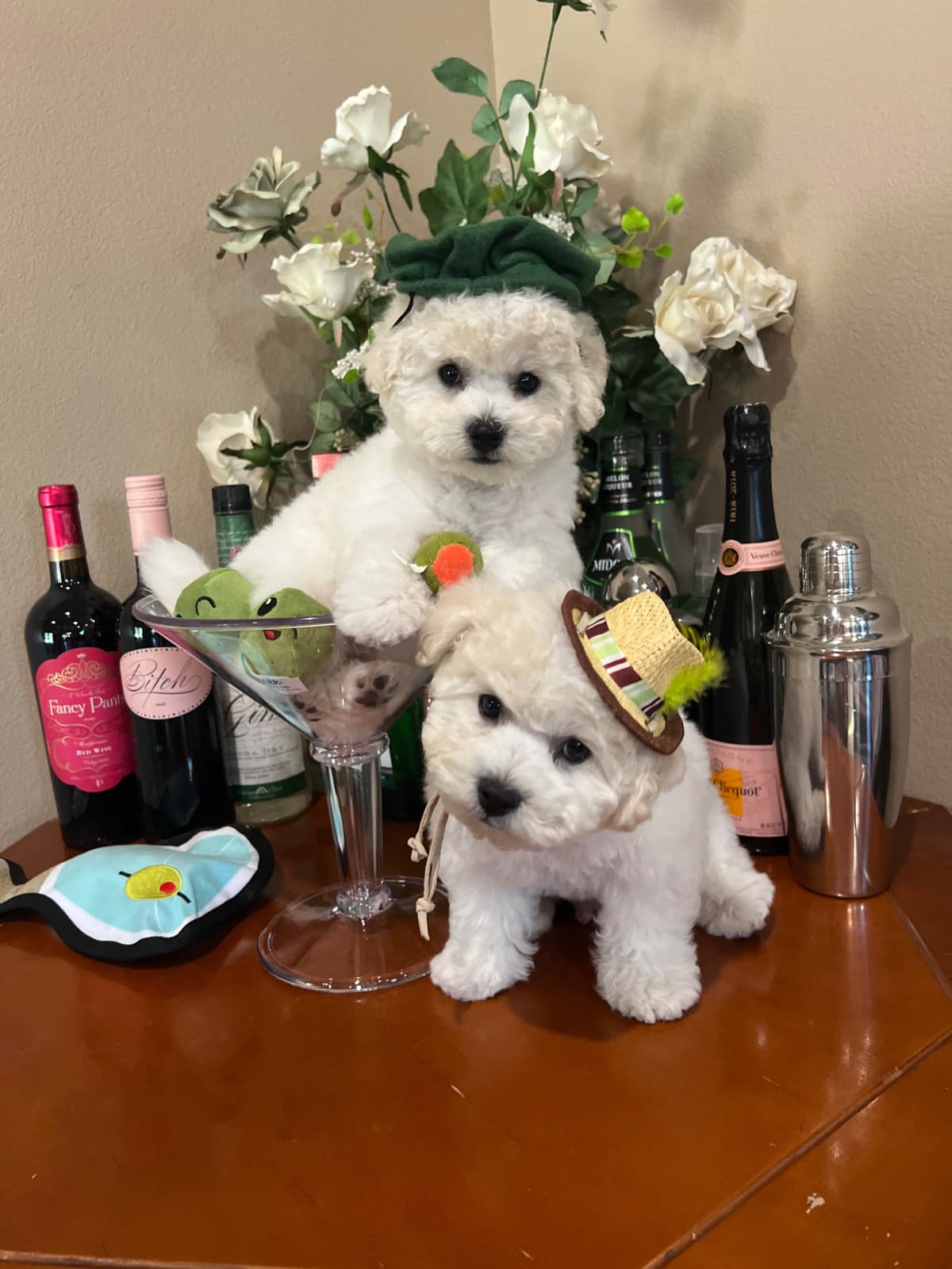 Poodle Puppies breeder image 16