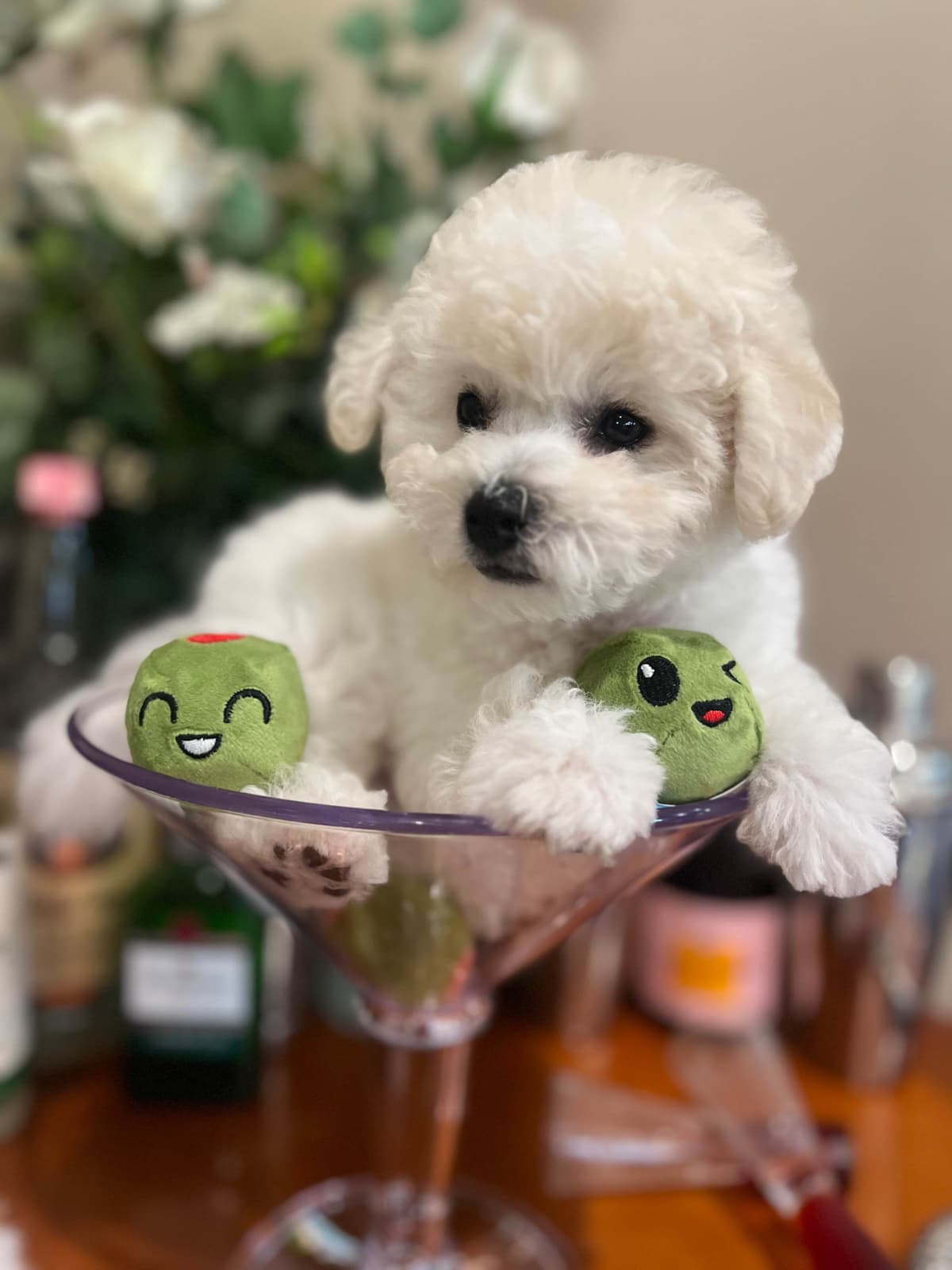 Poodle Puppies breeder image 17