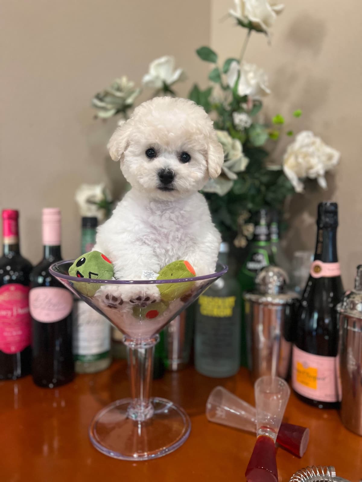 Poodle Puppies breeder image 18