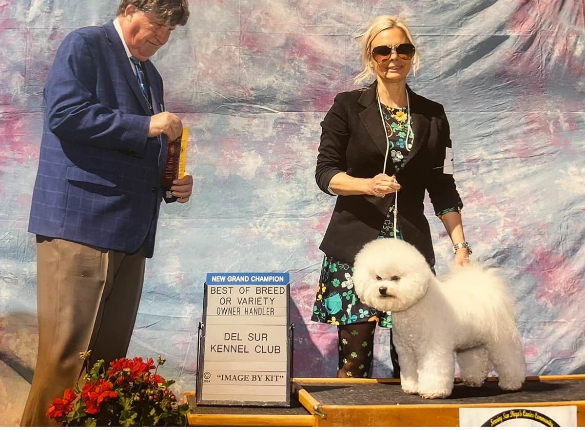 Poodle Puppies breeder image 21