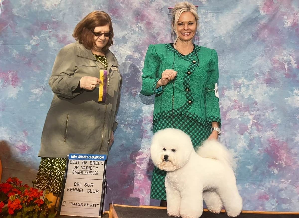 Poodle Puppies breeder image 22