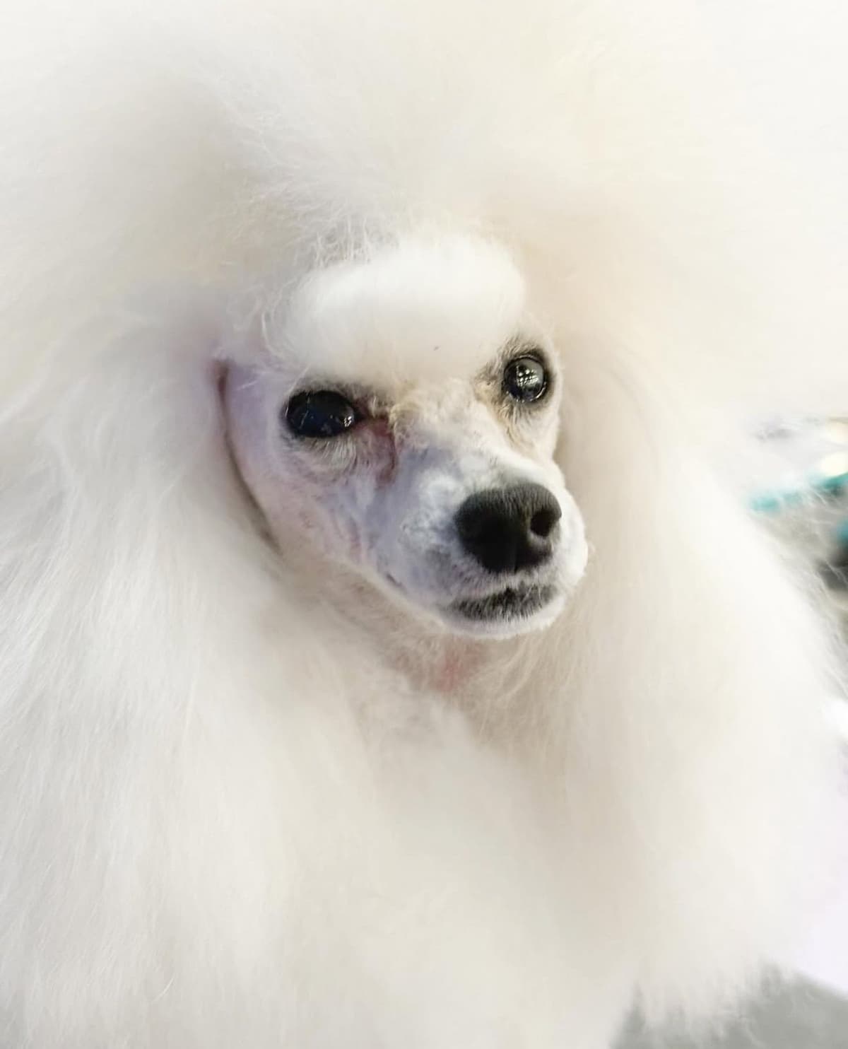 Poodle Puppies breeder image 23