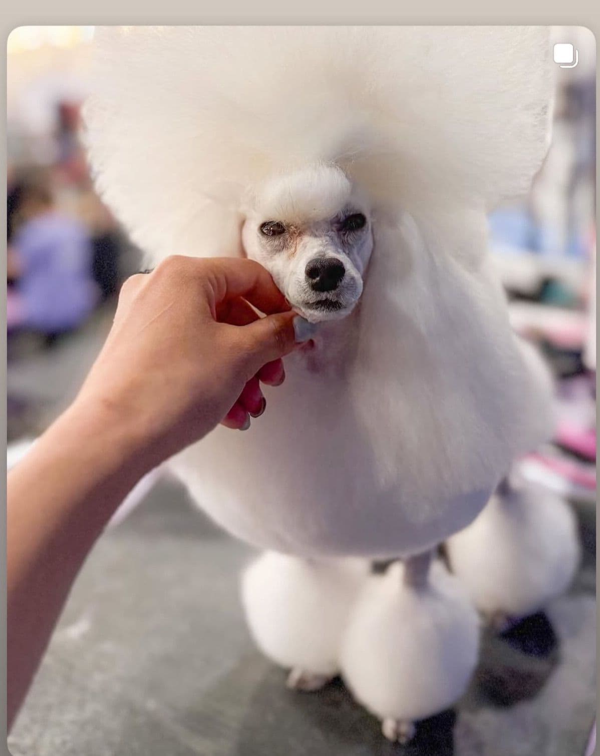 Poodle Puppies breeder image 25