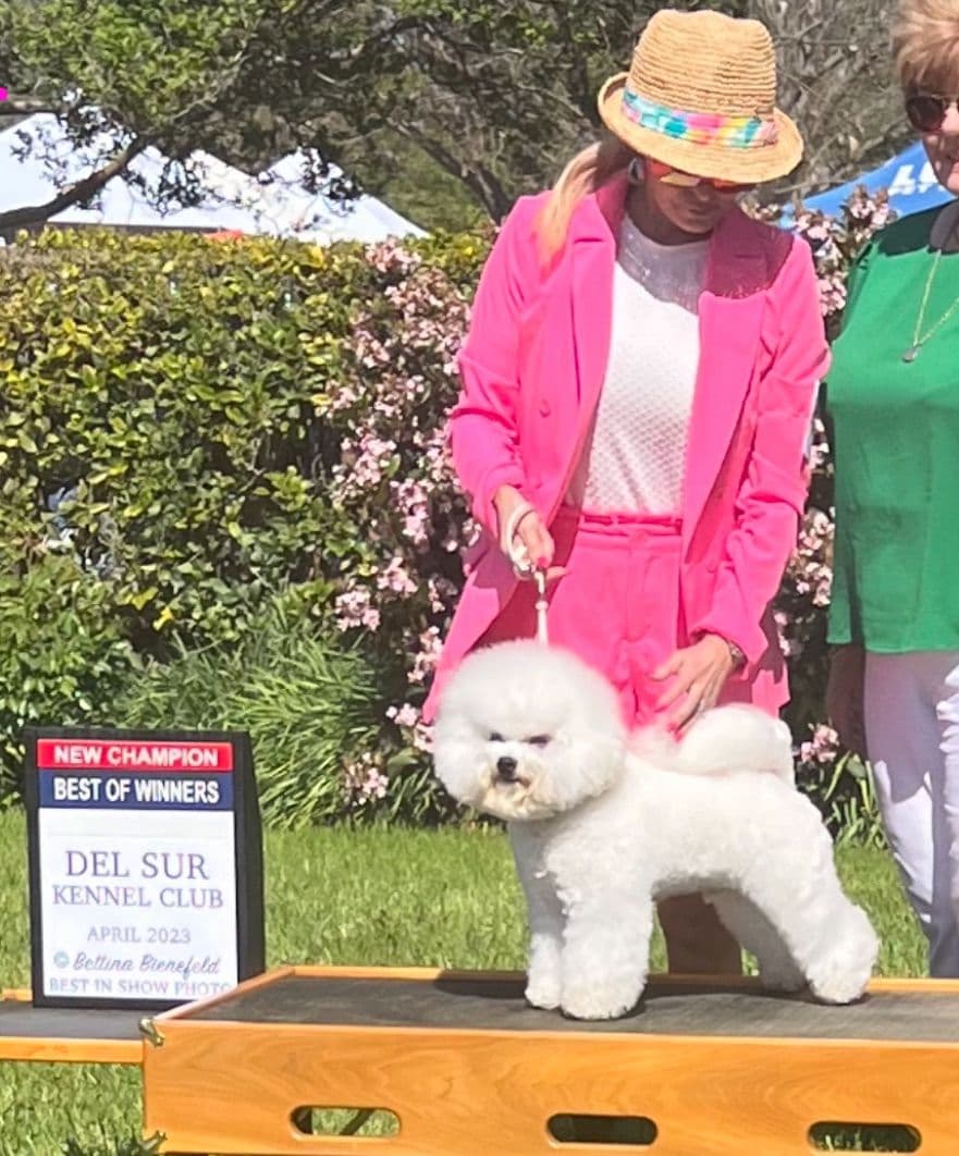 Poodle Puppies breeder image 27
