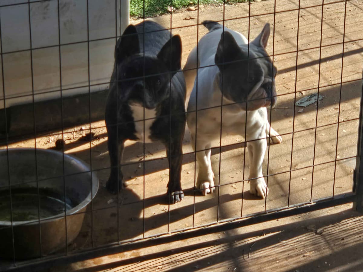 French Bulldog Puppies breeder image 1