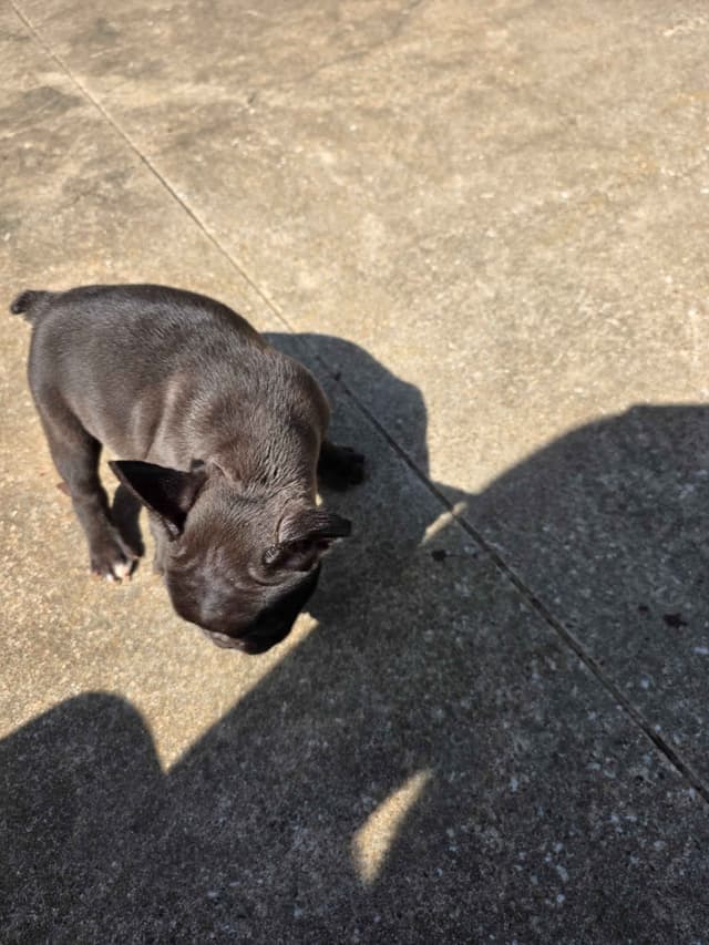French Bulldog Puppies media 2