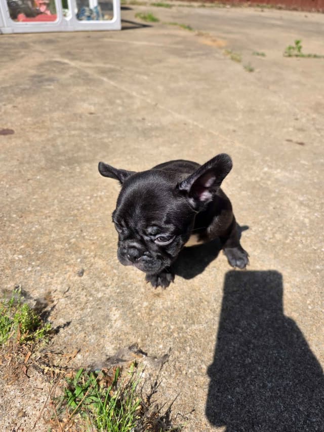 French Bulldog Puppies media 4
