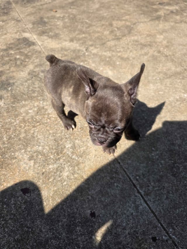 French Bulldog Puppies media 5