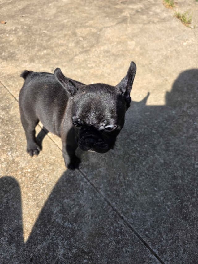French Bulldog Puppies media 6