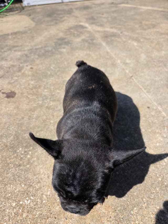 French Bulldog Puppies media 7